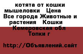 котята от кошки мышеловки › Цена ­ 10 - Все города Животные и растения » Кошки   . Кемеровская обл.,Топки г.